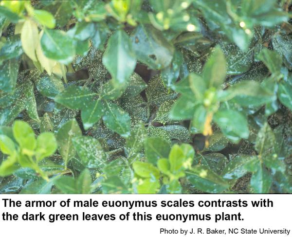 The white armor of male euonymus scales contrasts against dark f